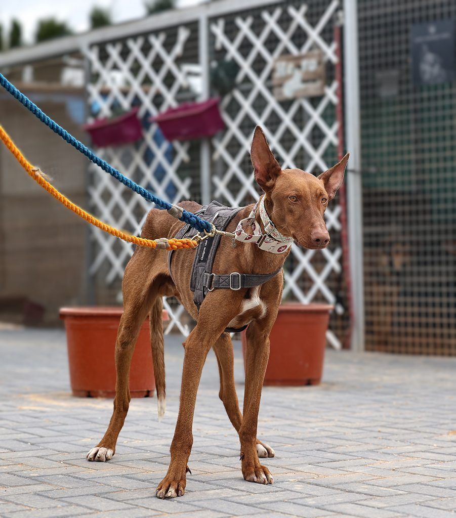 Sid!, Adopted, Adult Male Portuguese Podengo.