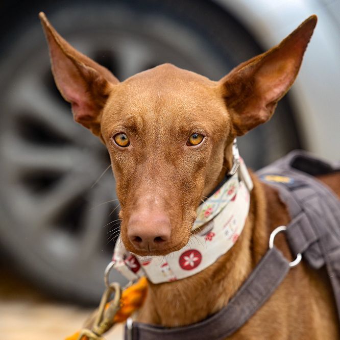 Enlarge Sid!, a Adopted Portuguese Podengo in Winter Park, FL image 2/4