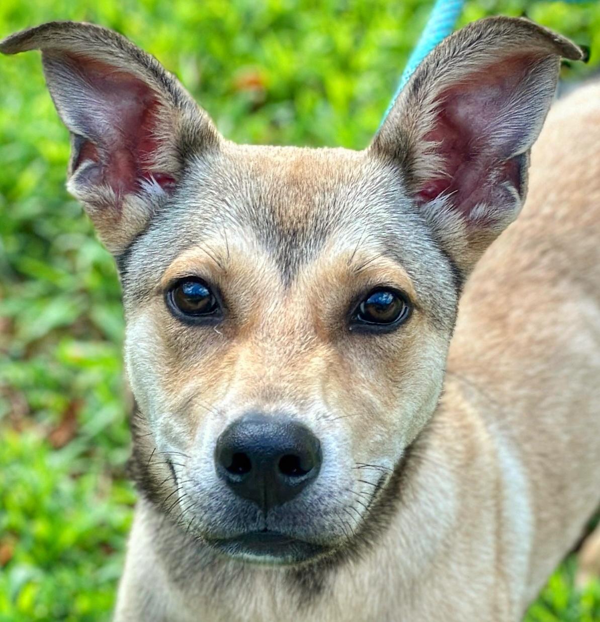 Apollo, Adopted, Young Male Shepherd.