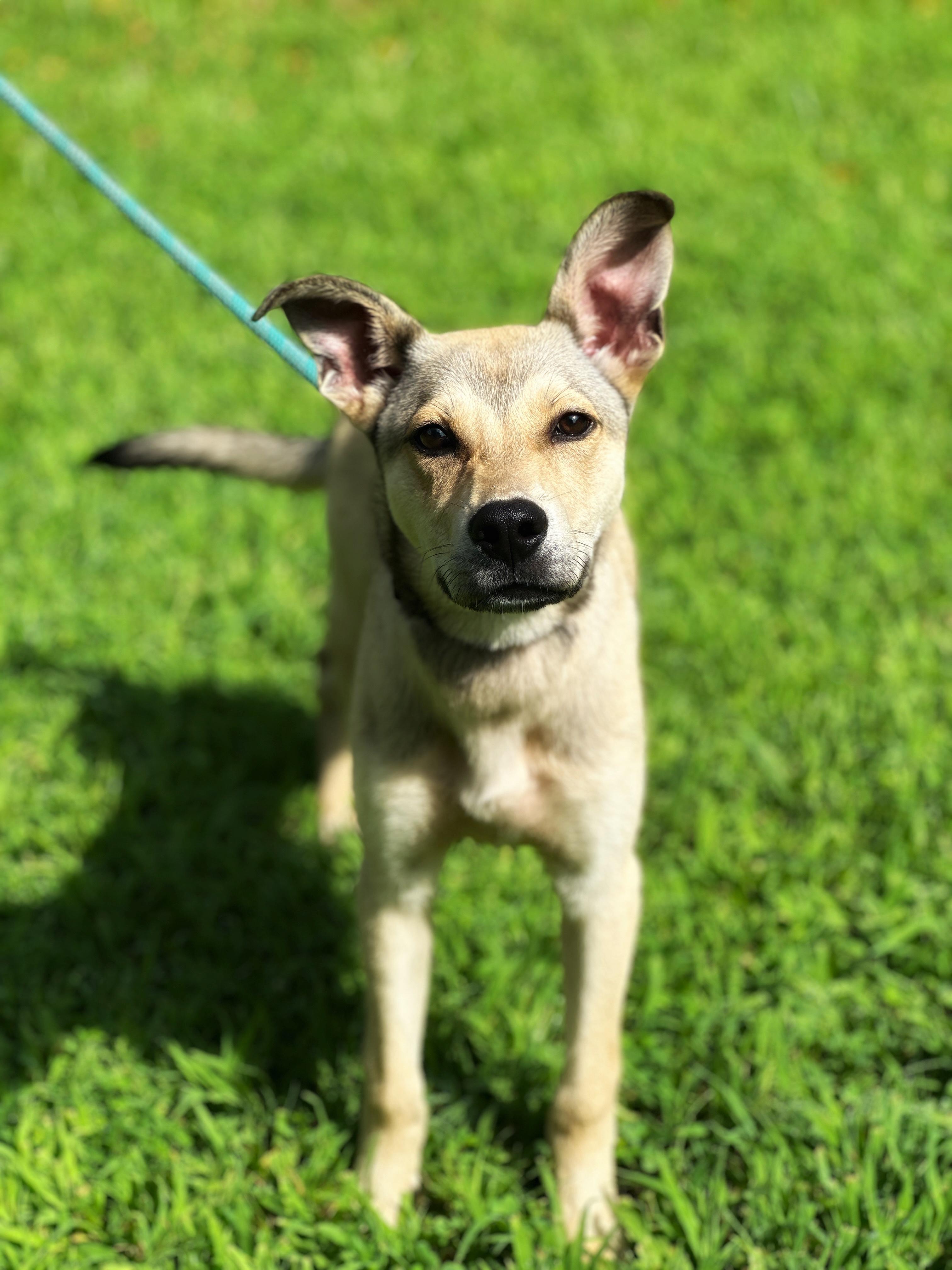 Enlarge Apollo, a Adopted mixed breed in Richmond, VA image 5/5
