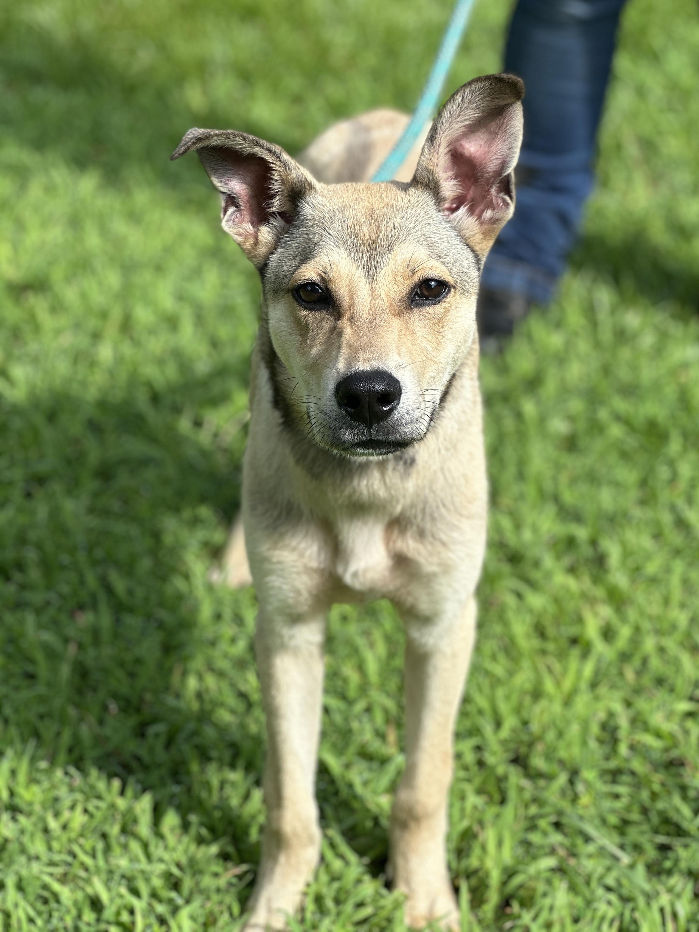 Enlarge Apollo, a Adopted mixed breed in Richmond, VA image 4/5