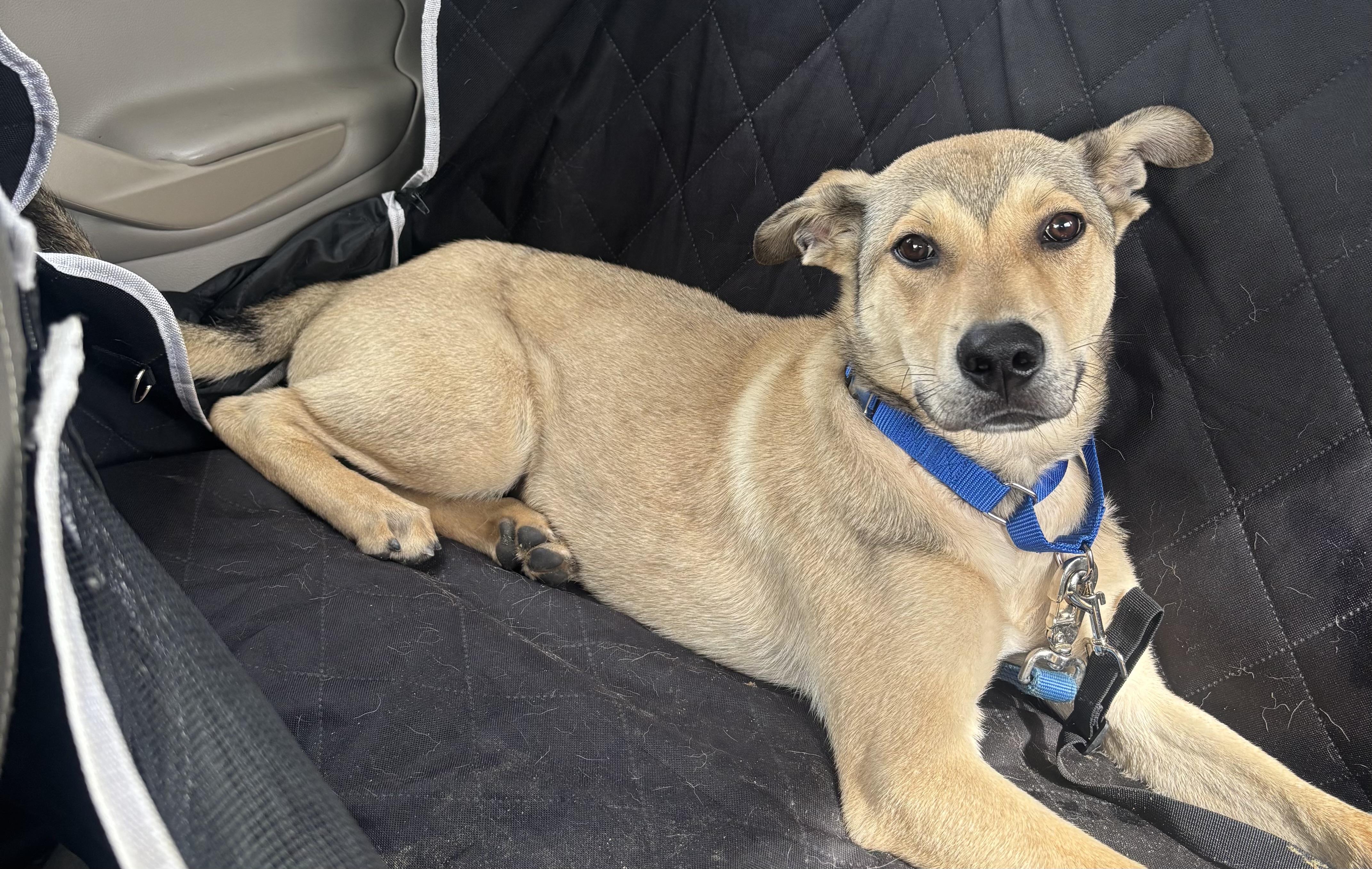 Enlarge Apollo, a Adopted mixed breed in Richmond, VA image 2/5