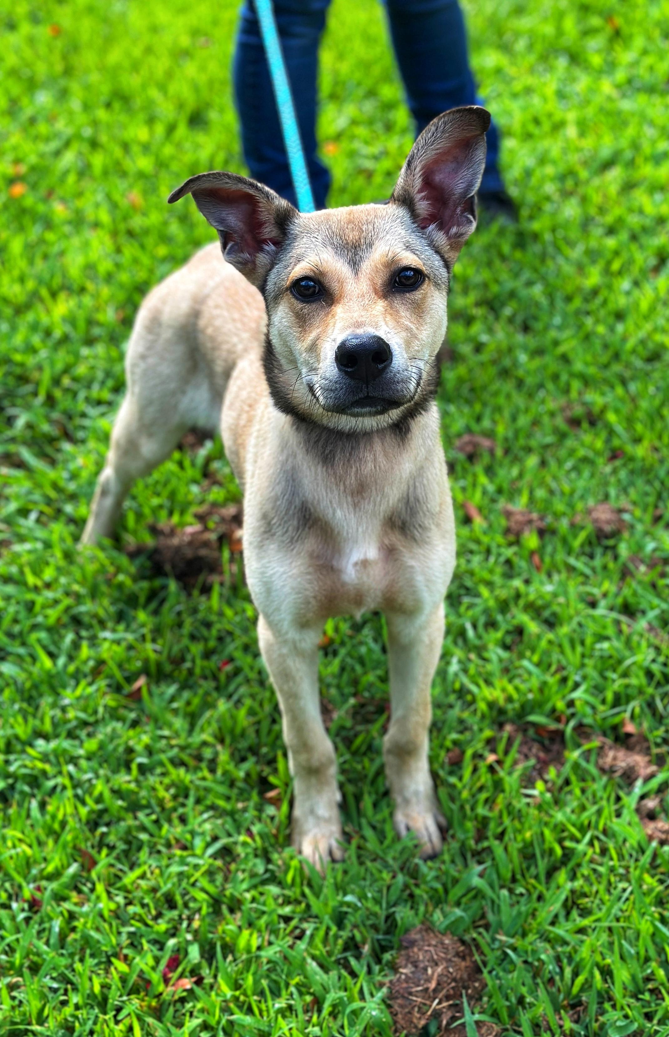 Enlarge Apollo, a Adopted mixed breed in Richmond, VA image 3/5