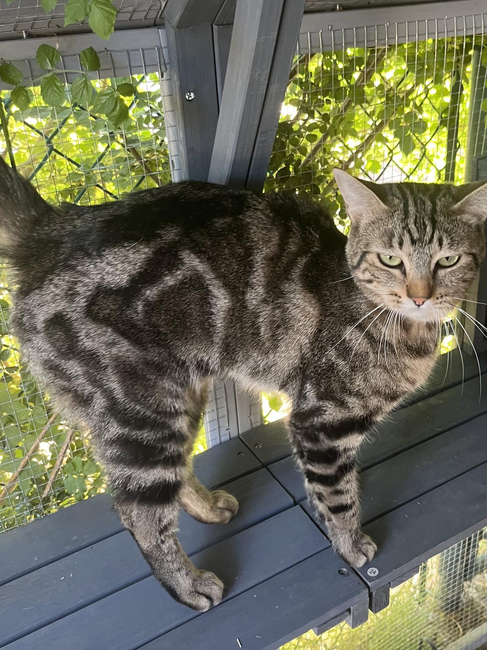 Lilly, a Adoptable Domestic Short Hair in Phoenix, AZ image 1/2