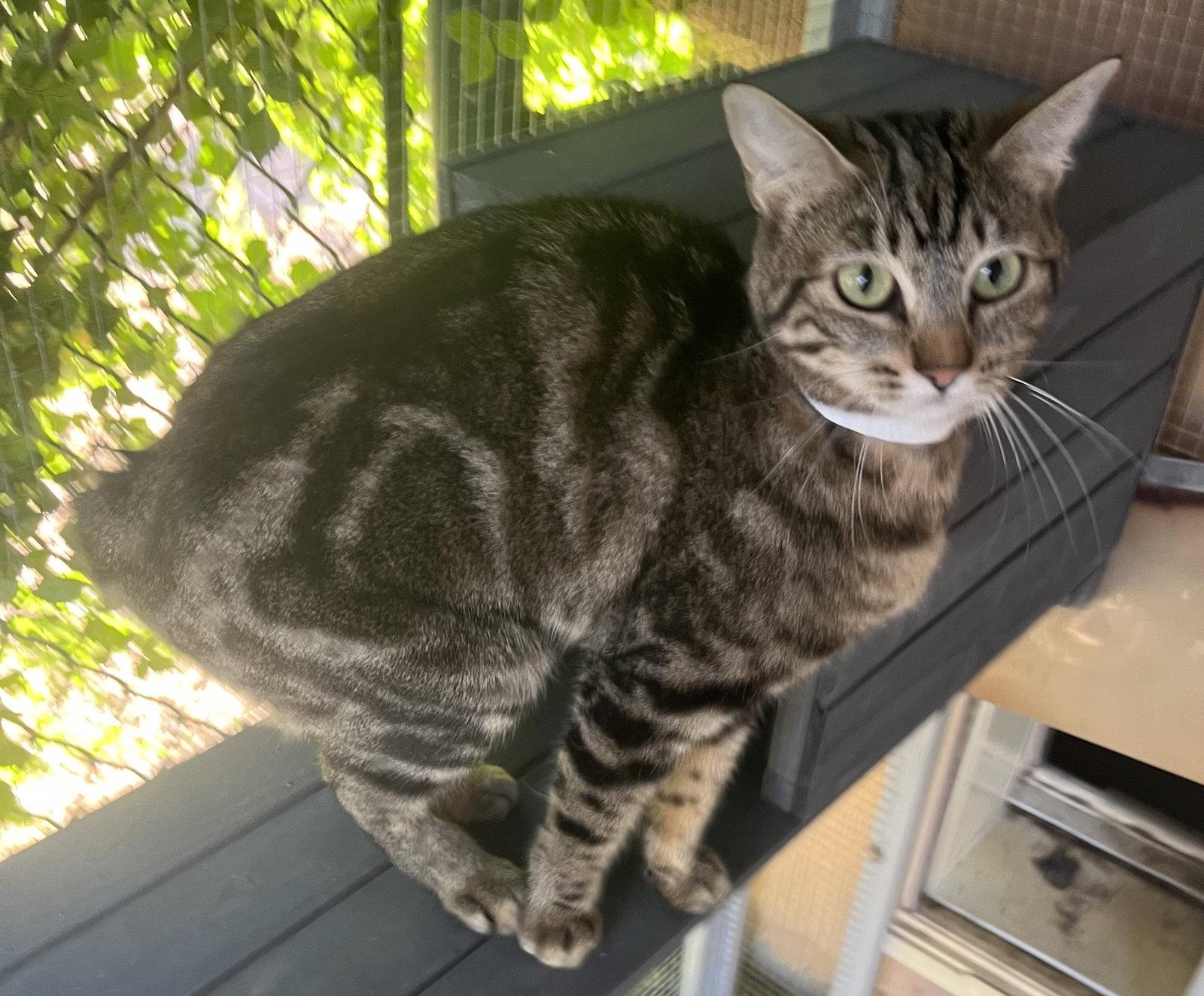Lilly, a Adoptable Domestic Short Hair in Phoenix, AZ image 2/2