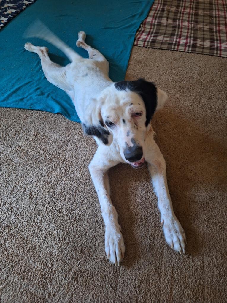 Glenda, Adoptable, Adult Female English Setter.