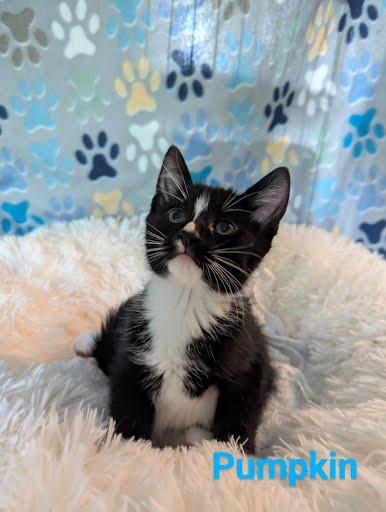 Pumpkin, a Adoptable Domestic Short Hair in Oxford, PA image 3/5