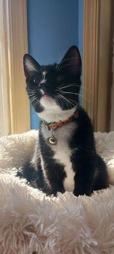 Pumpkin, a Adoptable Domestic Short Hair in Oxford, PA image 1/5