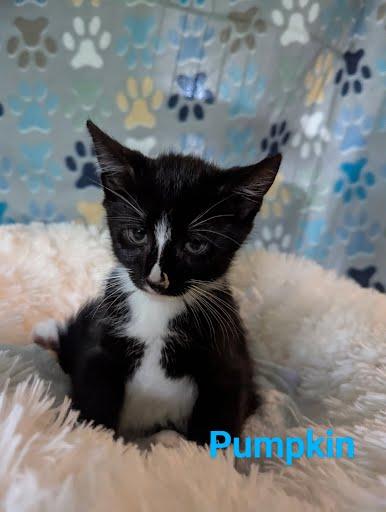 Pumpkin, a Adoptable Domestic Short Hair in Oxford, PA image 4/5