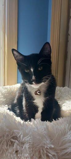 Pumpkin, a Adoptable Domestic Short Hair in Oxford, PA image 2/5