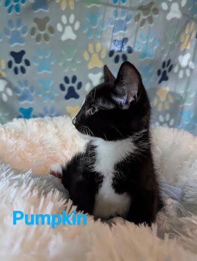 Pumpkin, a Adoptable Domestic Short Hair in Oxford, PA image 5/5