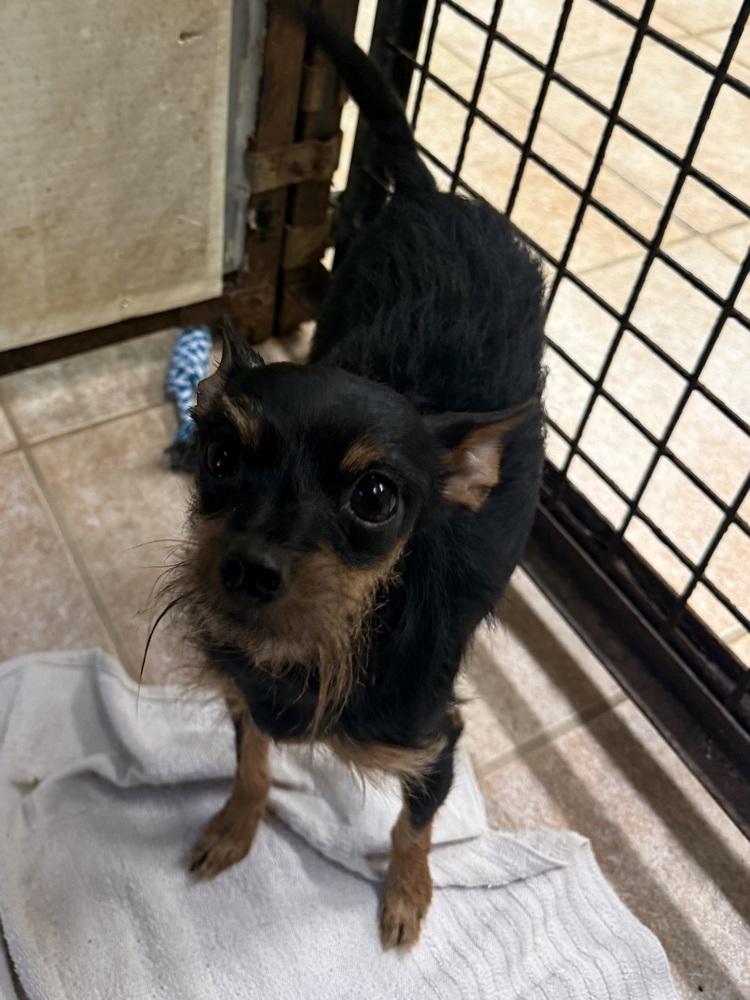 Lulu, Adoptable, Adult Female Miniature Pinscher.