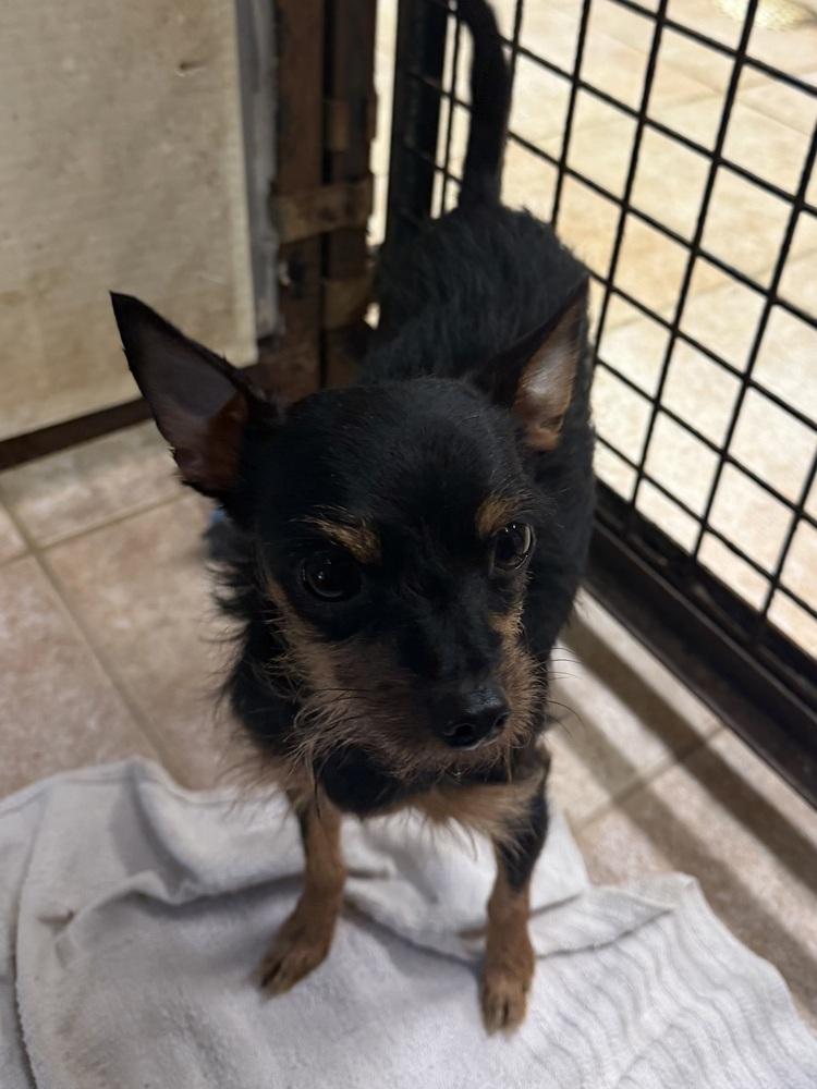Enlarge Lulu, a Adoptable Miniature Pinscher in Osgood, IN image 2/2
