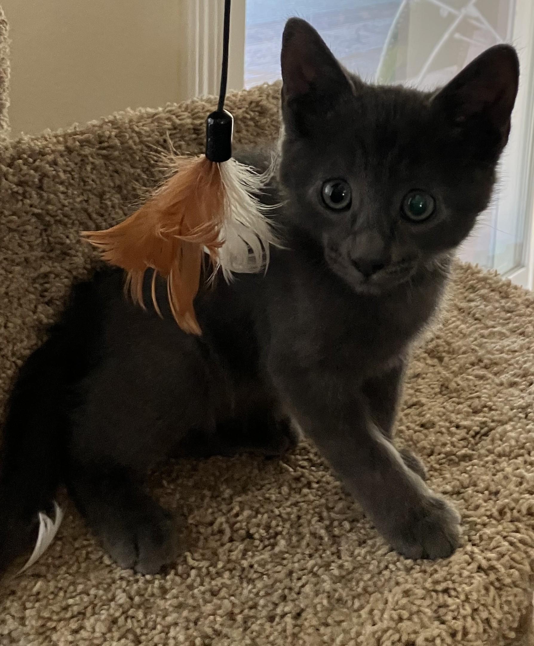 Pepper, a Adopted Russian Blue in Merced, CA image 1/3