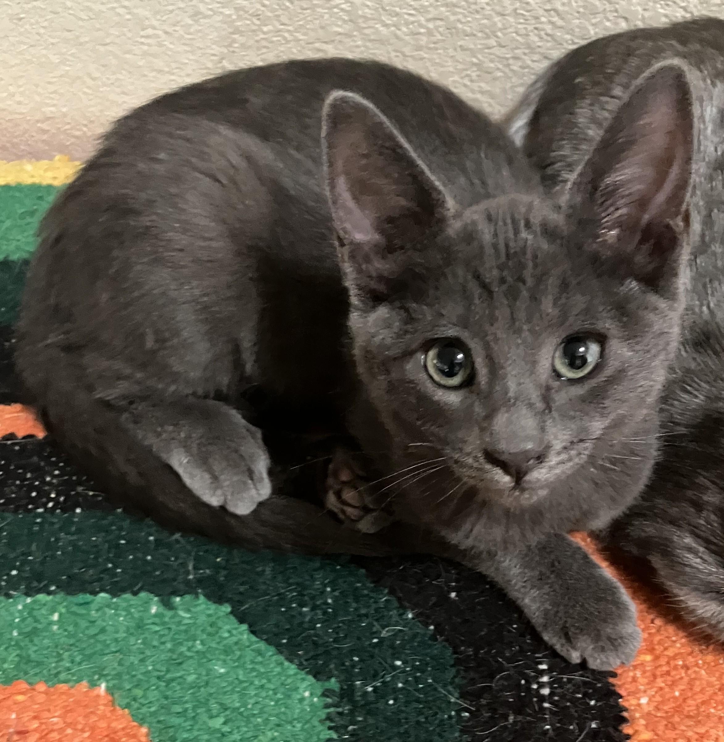 Pepper, a Adopted Russian Blue in Merced, CA image 2/3