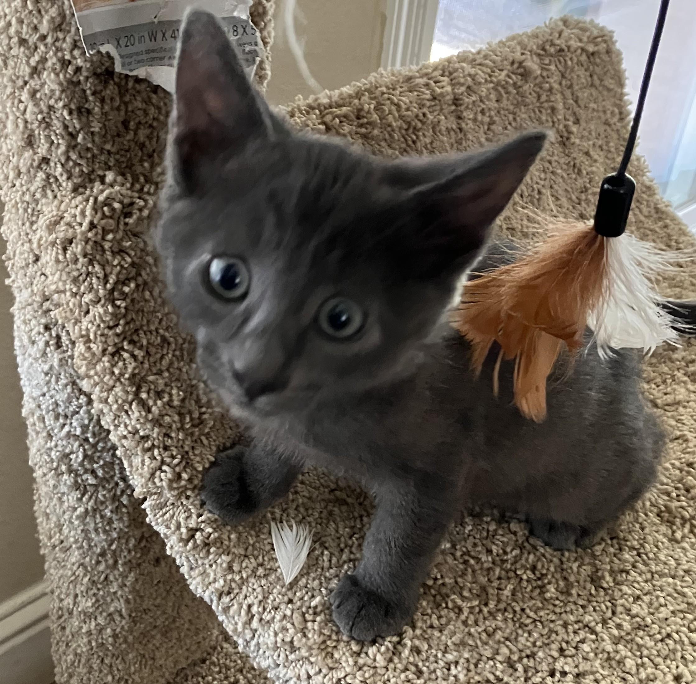 Pepper, a Adopted Russian Blue in Merced, CA image 3/3
