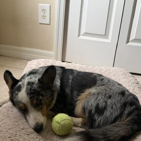 Enlarge Pearl, a Adoptable Corgi in Orlando, FL image 5/6