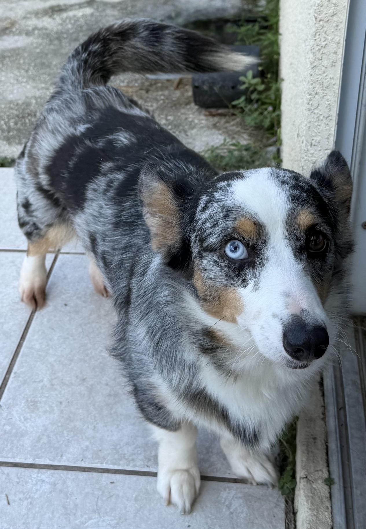 Pearl, Adoptable, Adult Female Corgi.