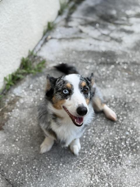 Enlarge Pearl, a Adoptable Corgi in Orlando, FL image 4/6