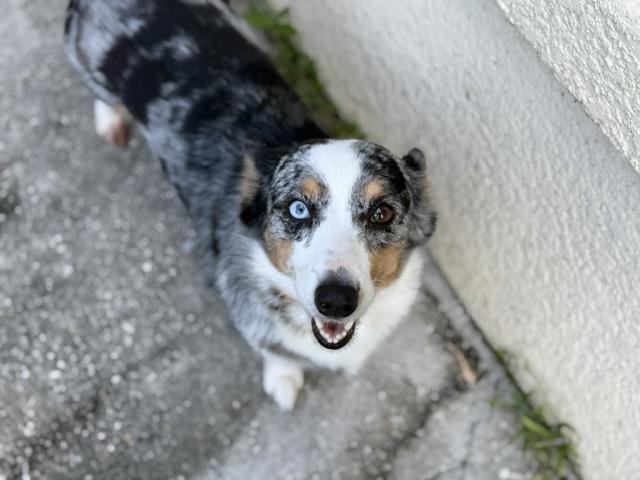 Enlarge Pearl, a Adoptable Corgi in Orlando, FL image 3/6
