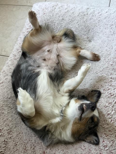 Enlarge Pearl, a Adoptable Corgi in Orlando, FL image 6/6