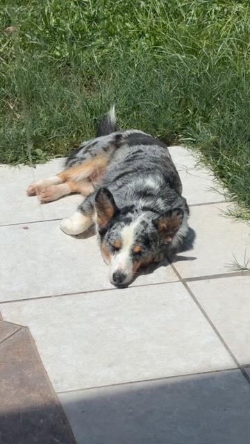 Enlarge Pearl, a Adoptable Corgi in Orlando, FL image 2/6