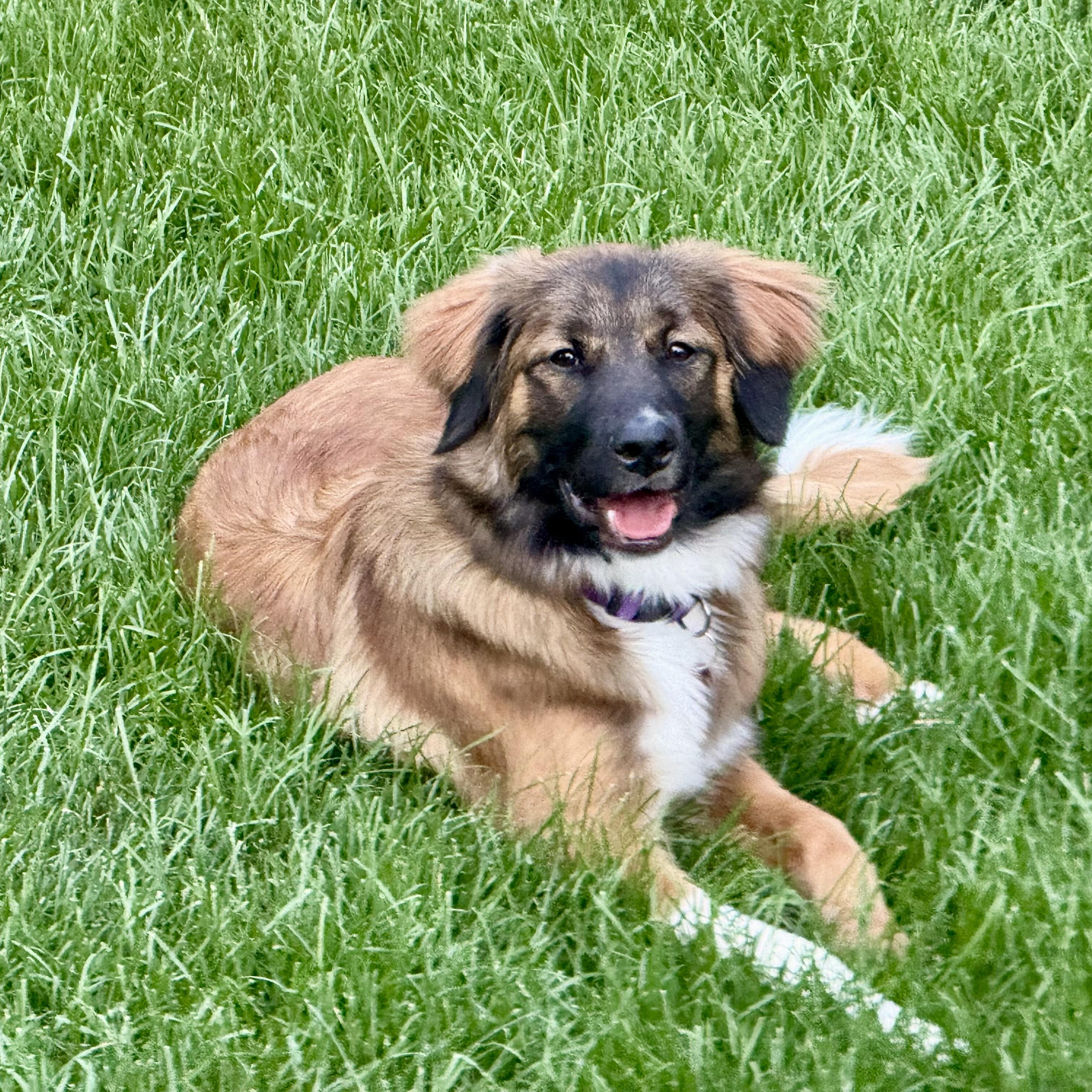 Heidi, ADOPTABLE, Puppy Female Shepherd & Retriever.