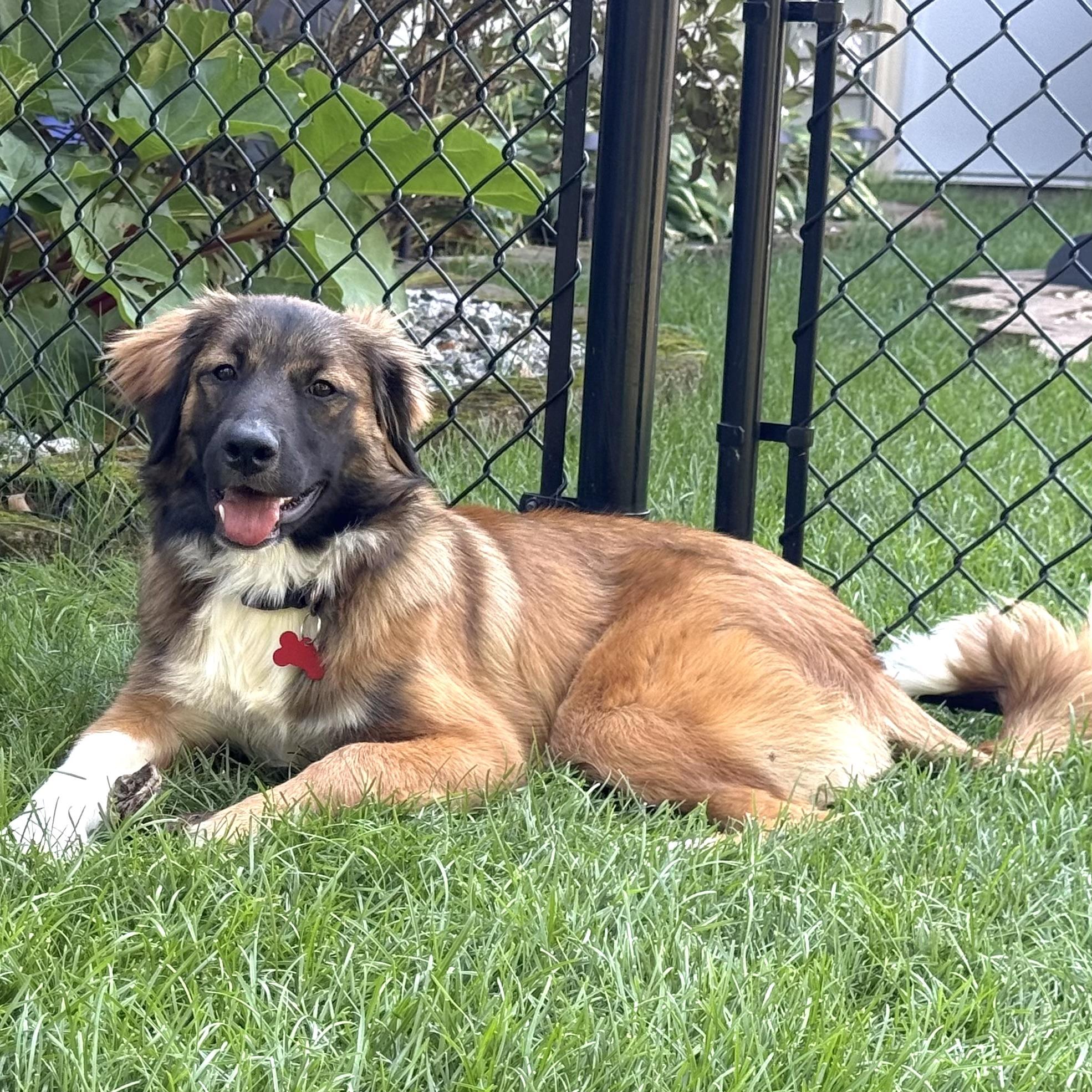 Heidi, a ADOPTABLE mixed breed in Prior Lake, MN image 2/4