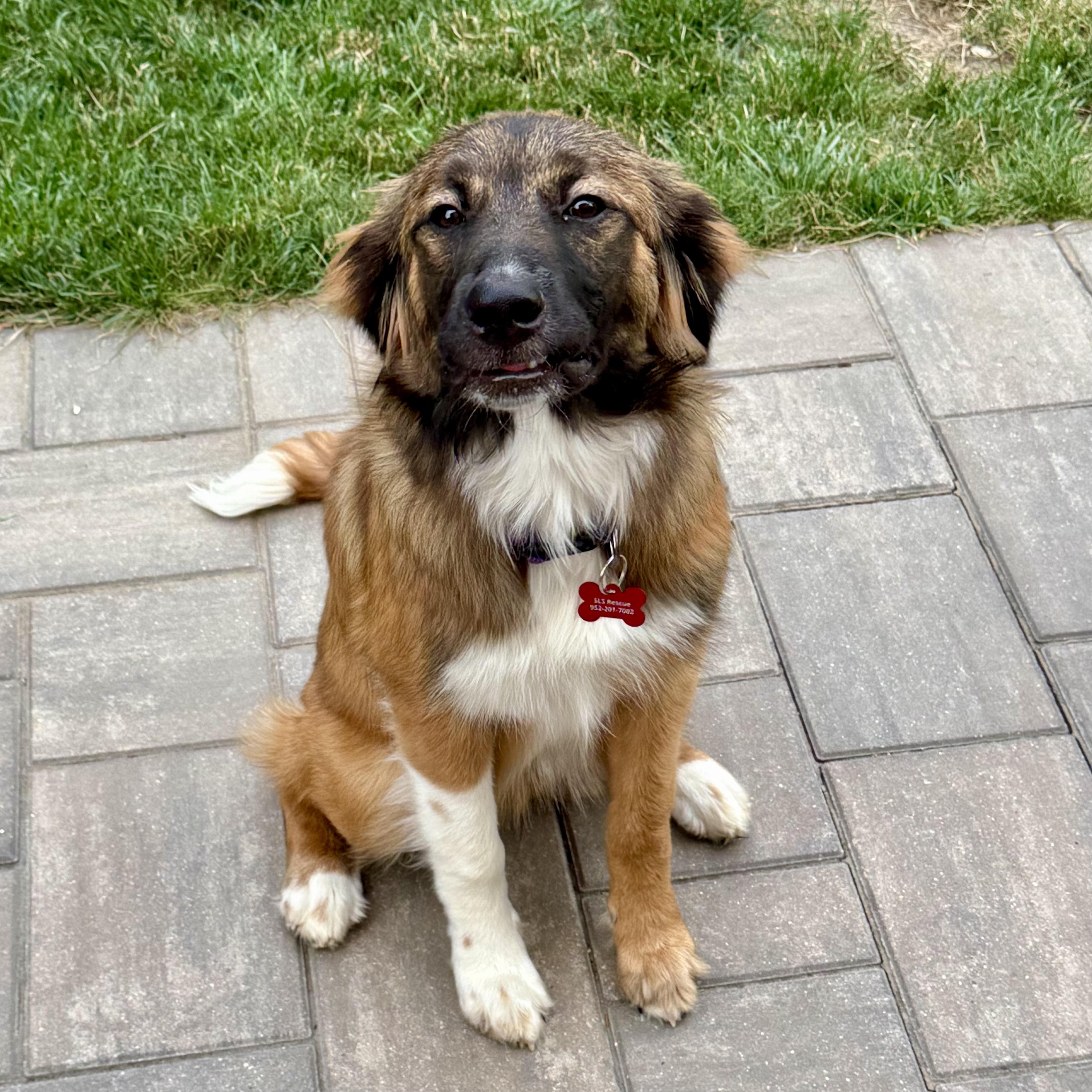 Heidi, a ADOPTABLE mixed breed in Prior Lake, MN image 3/4