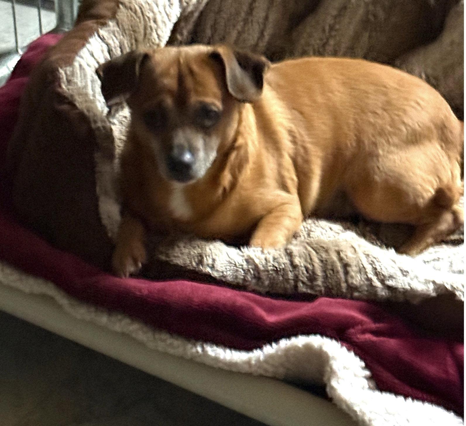 Chippy, Adoptable, Young Male Chihuahua & Dachshund.