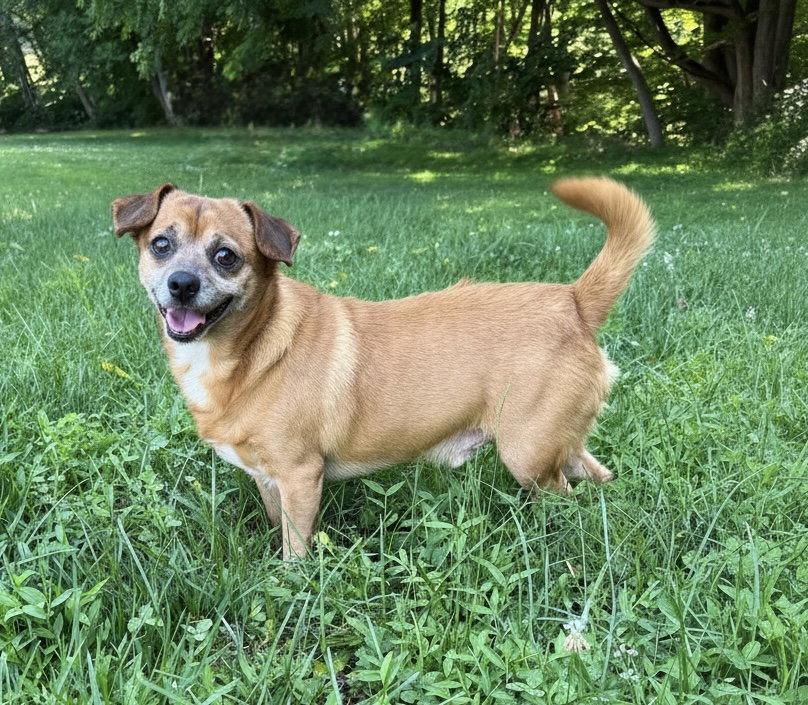Enlarge Chippy, a Adoptable mixed breed in Berwick, PA image 3/3