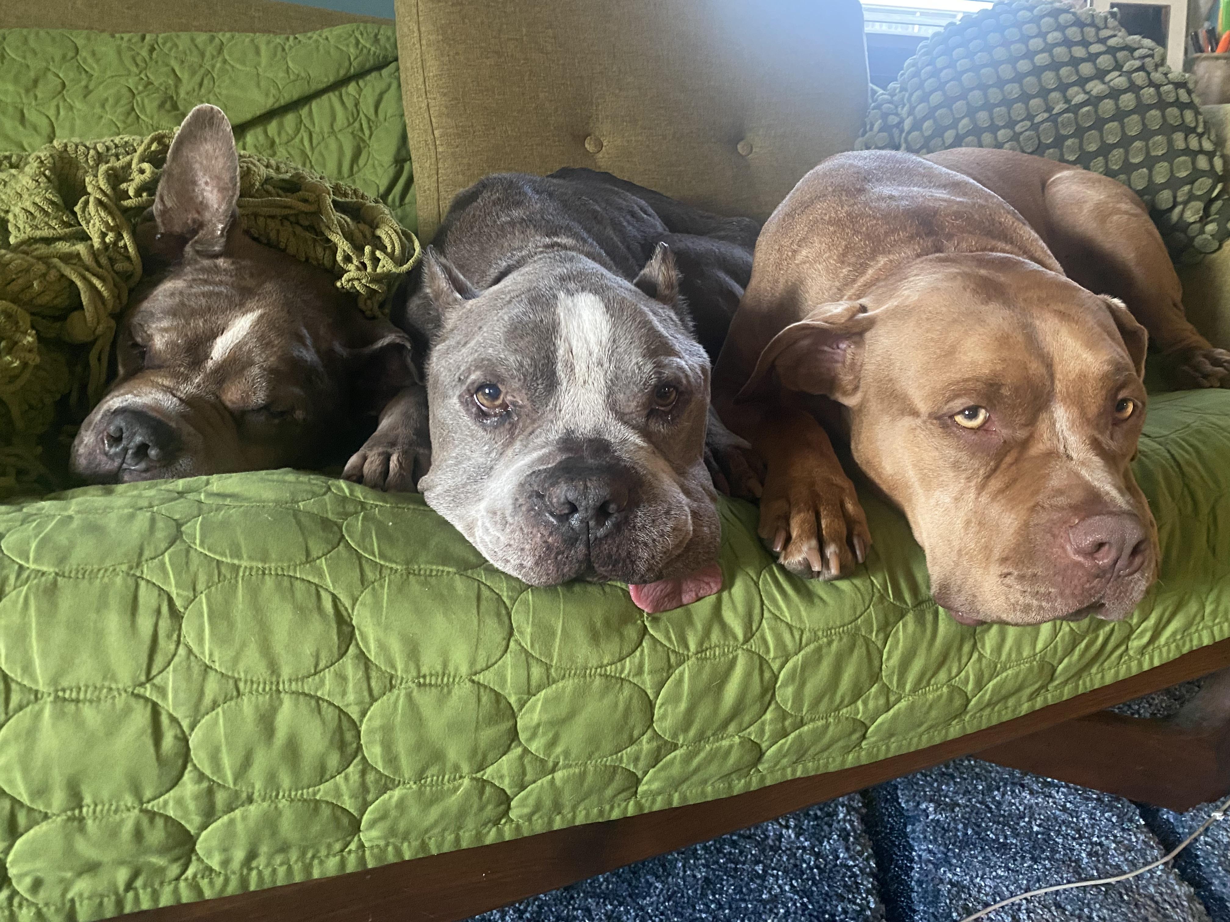 Louie , a ADOPTABLE Pit Bull Terrier in Los Angeles , CA image 3/6