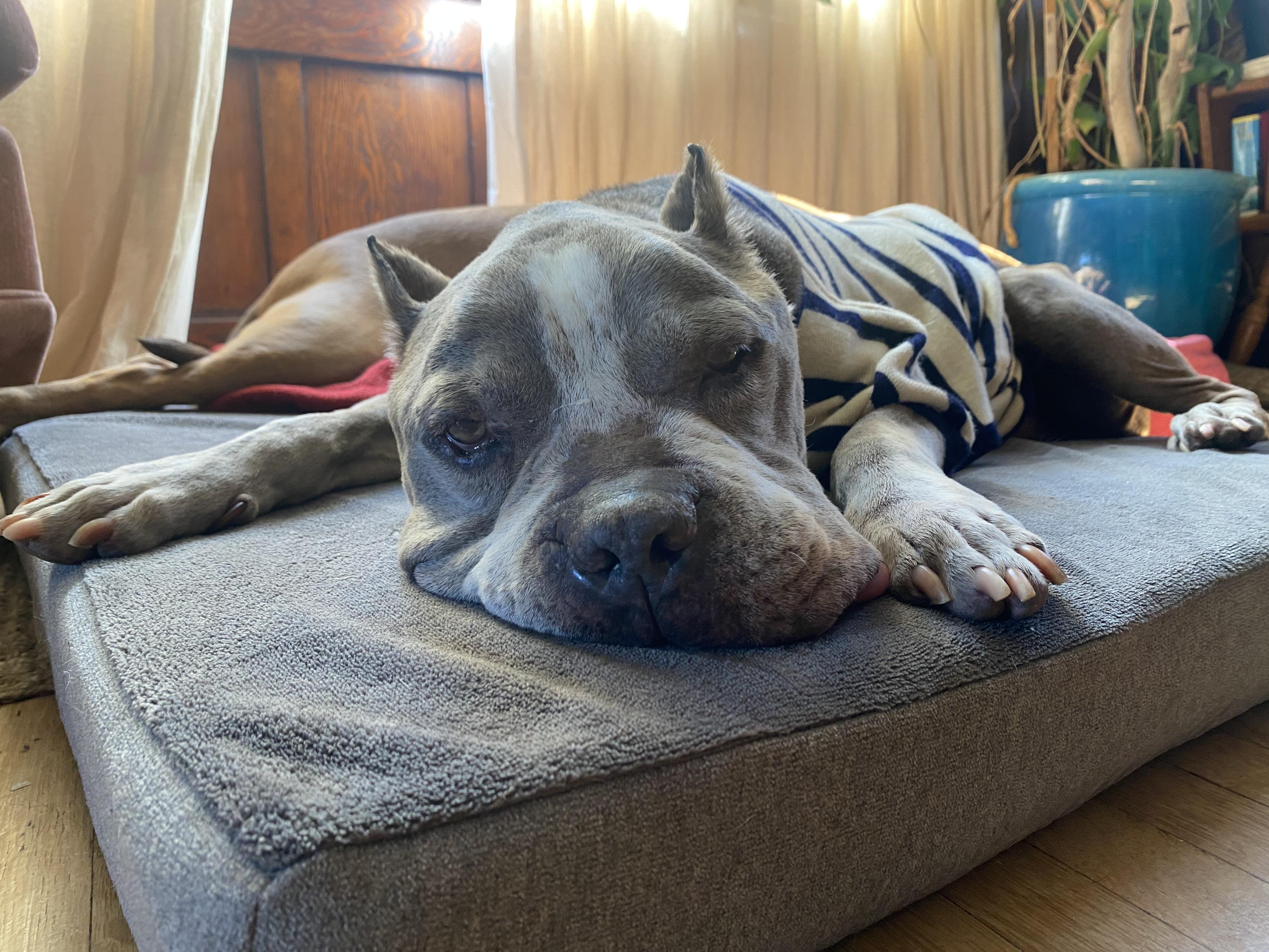 Louie , a ADOPTABLE Pit Bull Terrier in Los Angeles , CA image 5/6