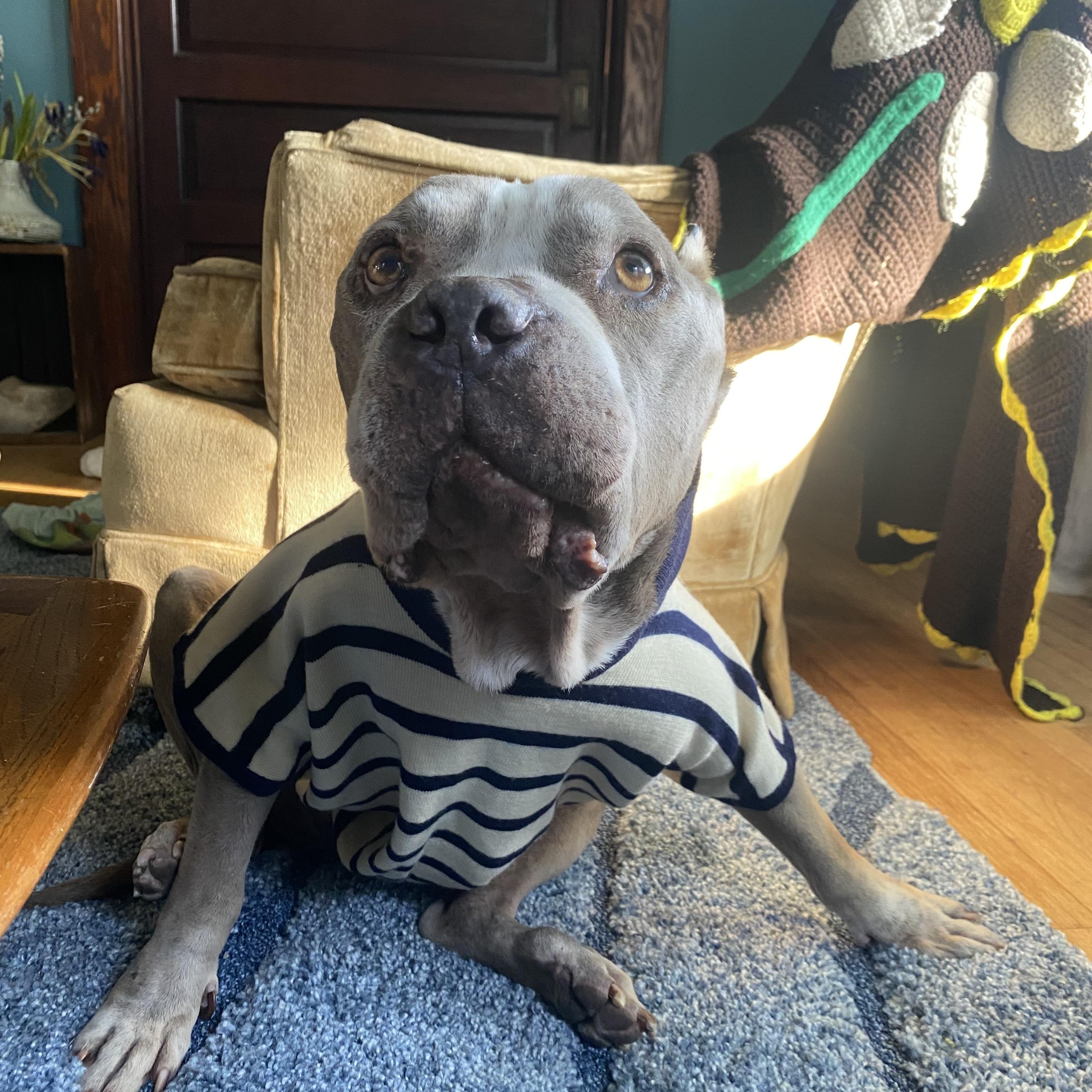 Louie , a ADOPTABLE Pit Bull Terrier in Los Angeles , CA image 6/6