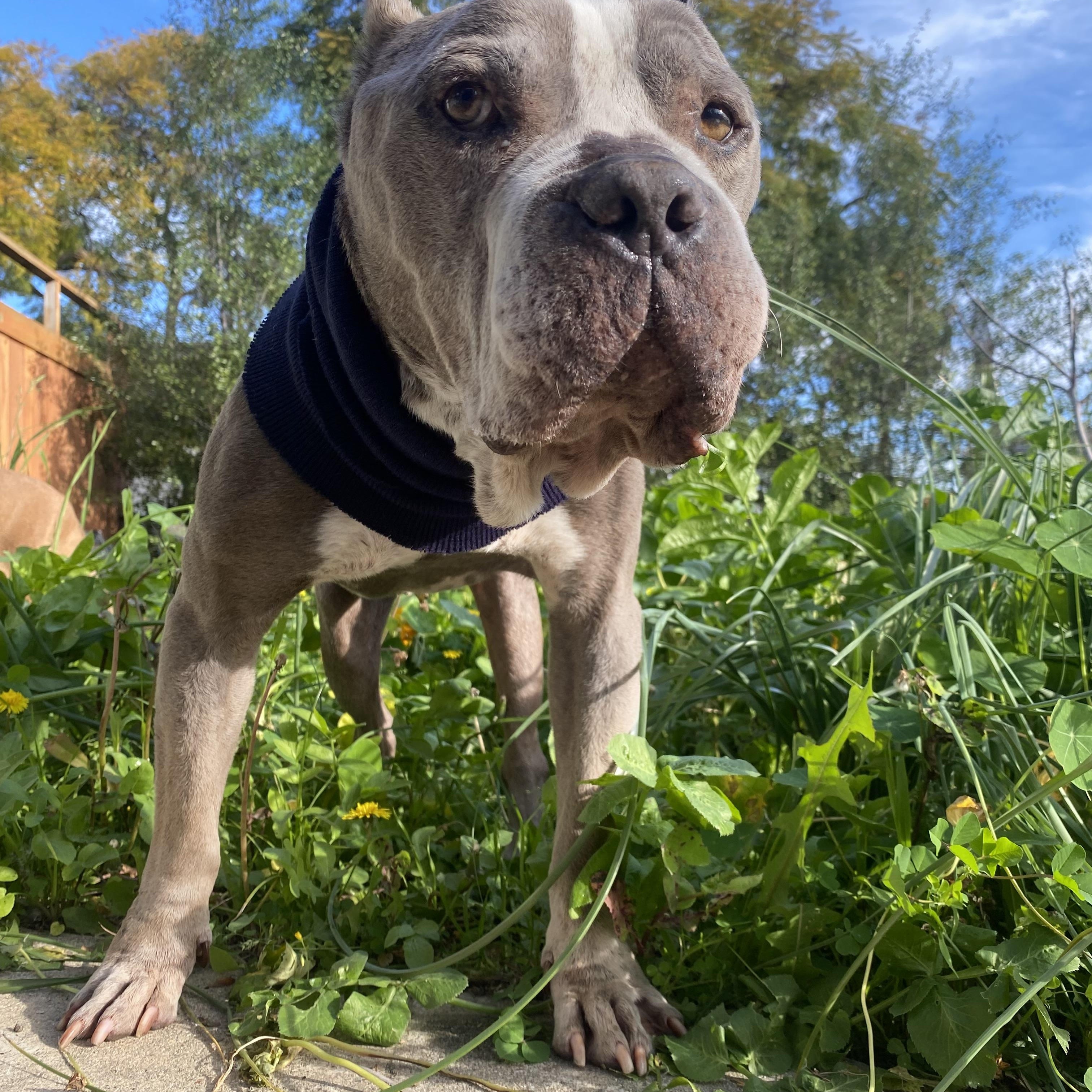 Louie , a ADOPTABLE Pit Bull Terrier in Los Angeles , CA image 4/6
