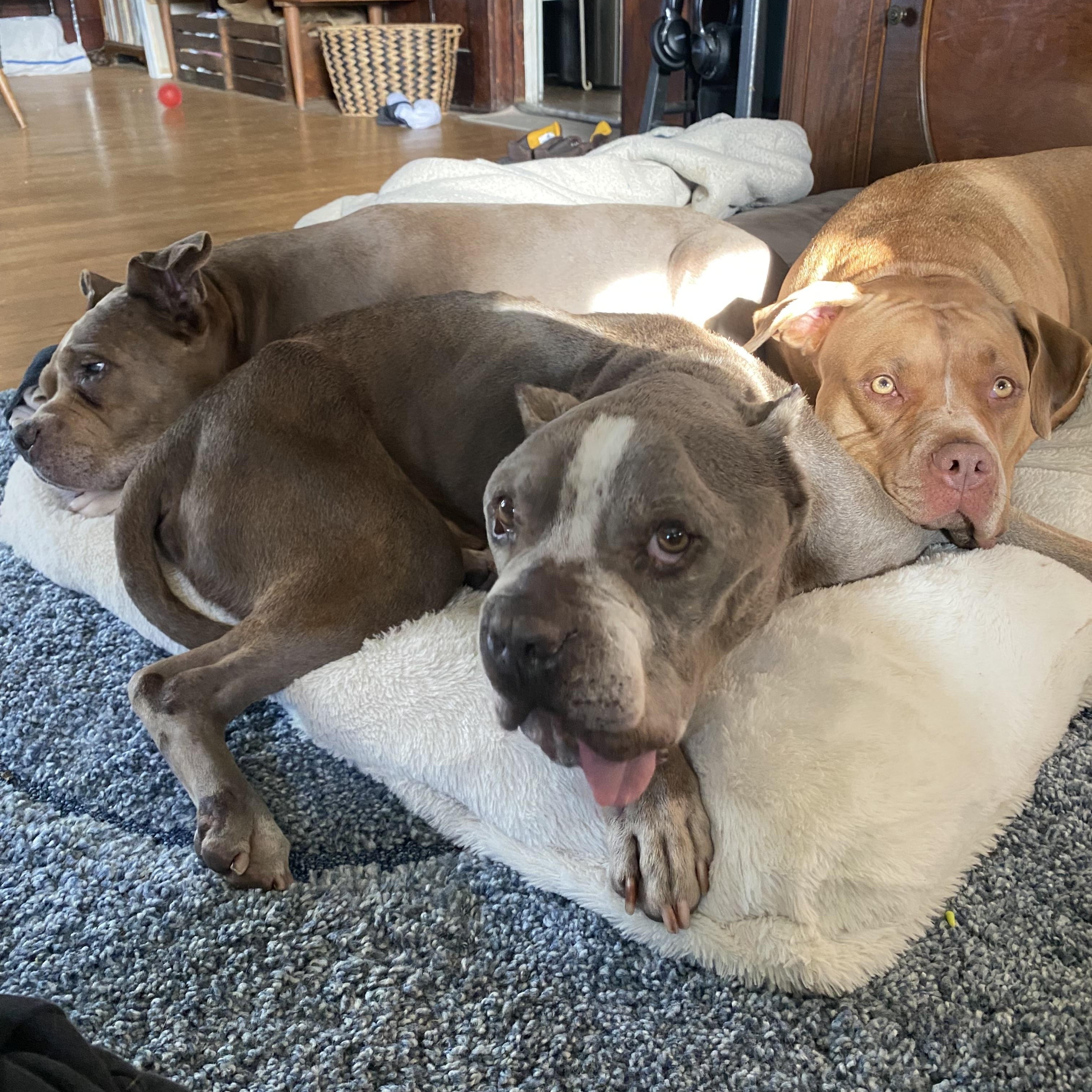 Louie , a ADOPTABLE Pit Bull Terrier in Los Angeles , CA image 2/6