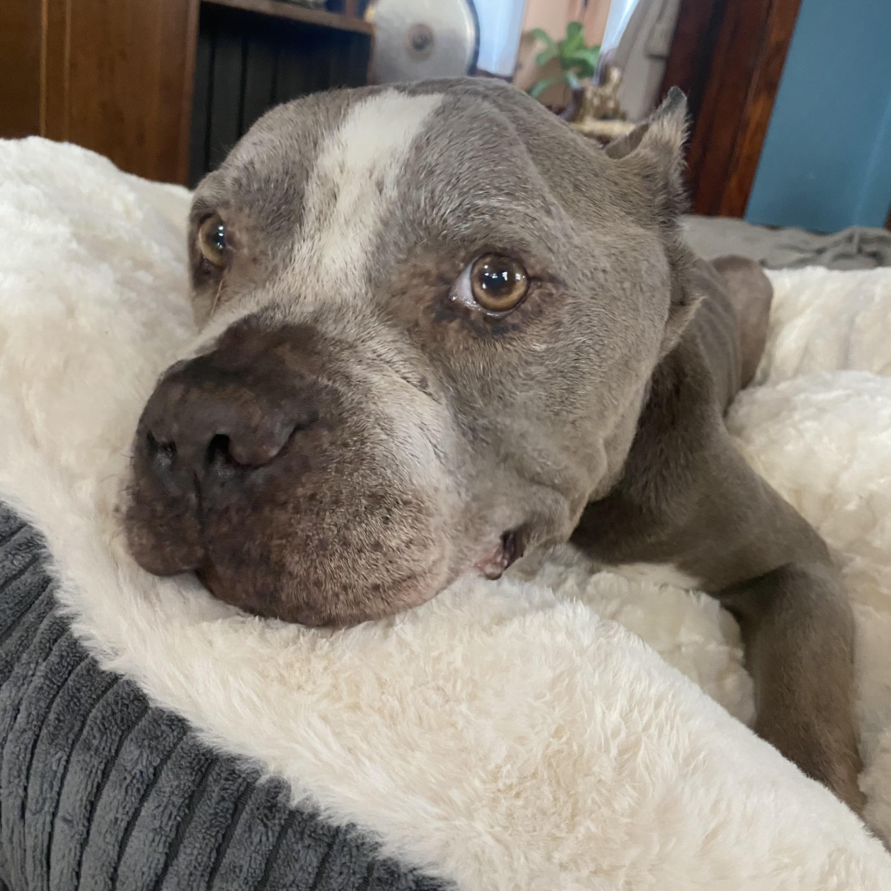 Louie , ADOPTABLE, Senior Male Pit Bull Terrier.