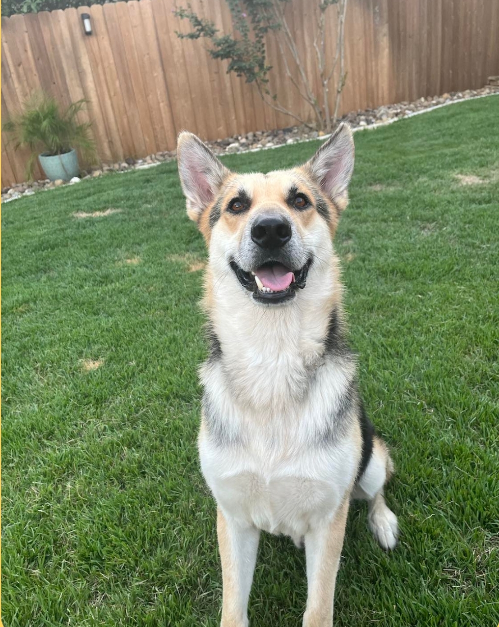 Tony, Adult Male German Shepherd Dog