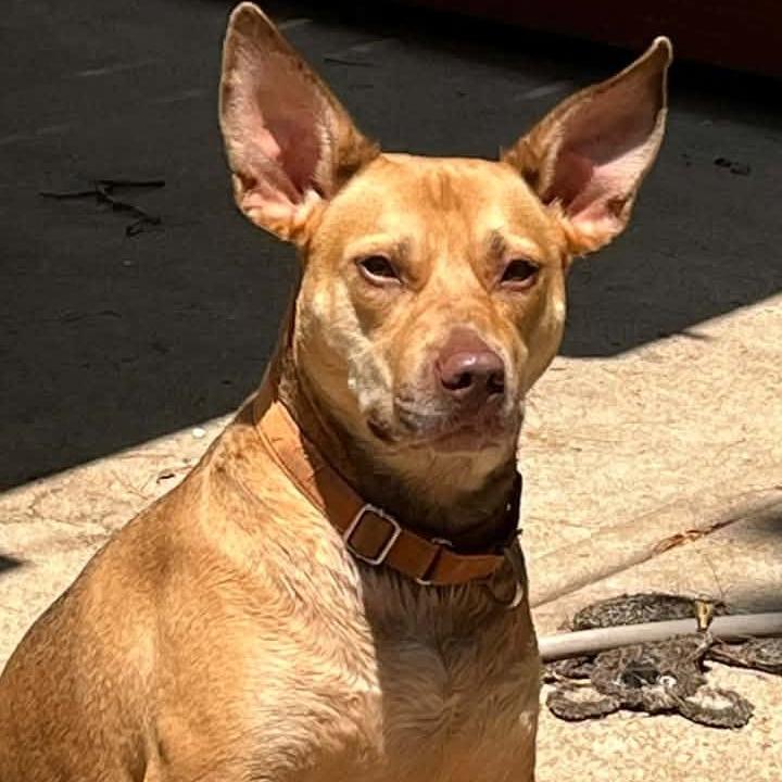 Tina Belcher, Adoptable, Adult Female Carolina Dog & Mixed Breed.