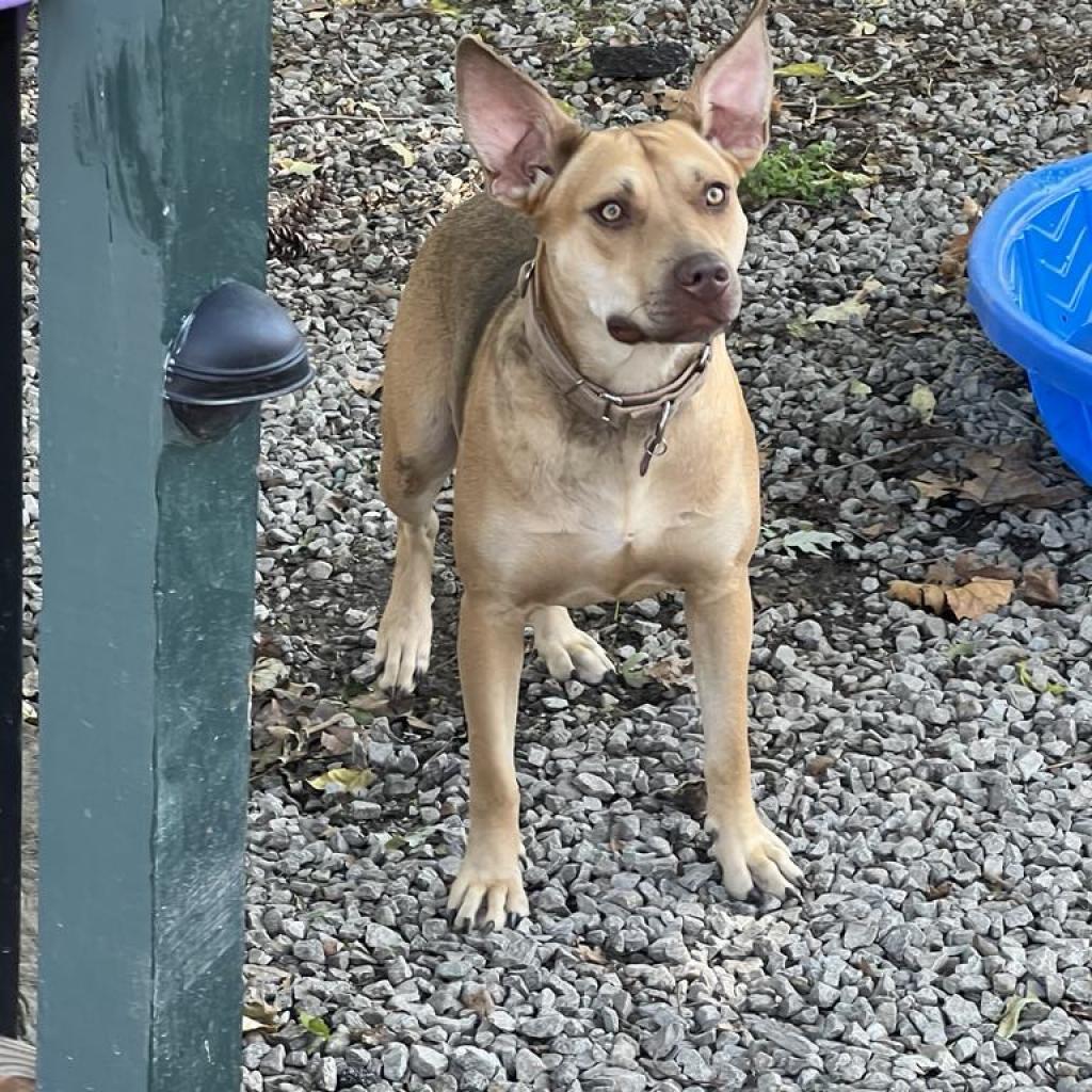 Enlarge Tina Belcher, a Adoptable mixed breed in St. Peters, MO image 2/6