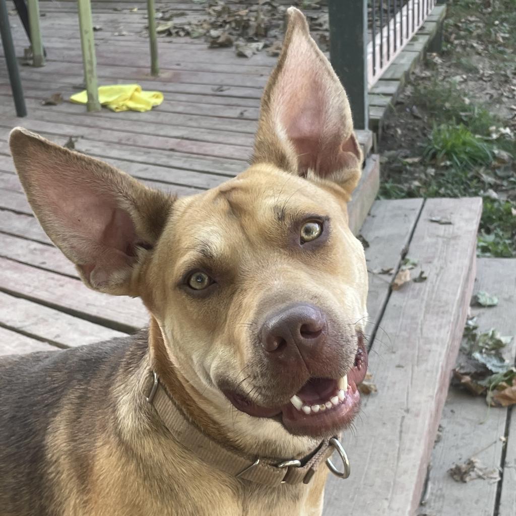 Enlarge Tina Belcher, a Adoptable mixed breed in St. Peters, MO image 3/6