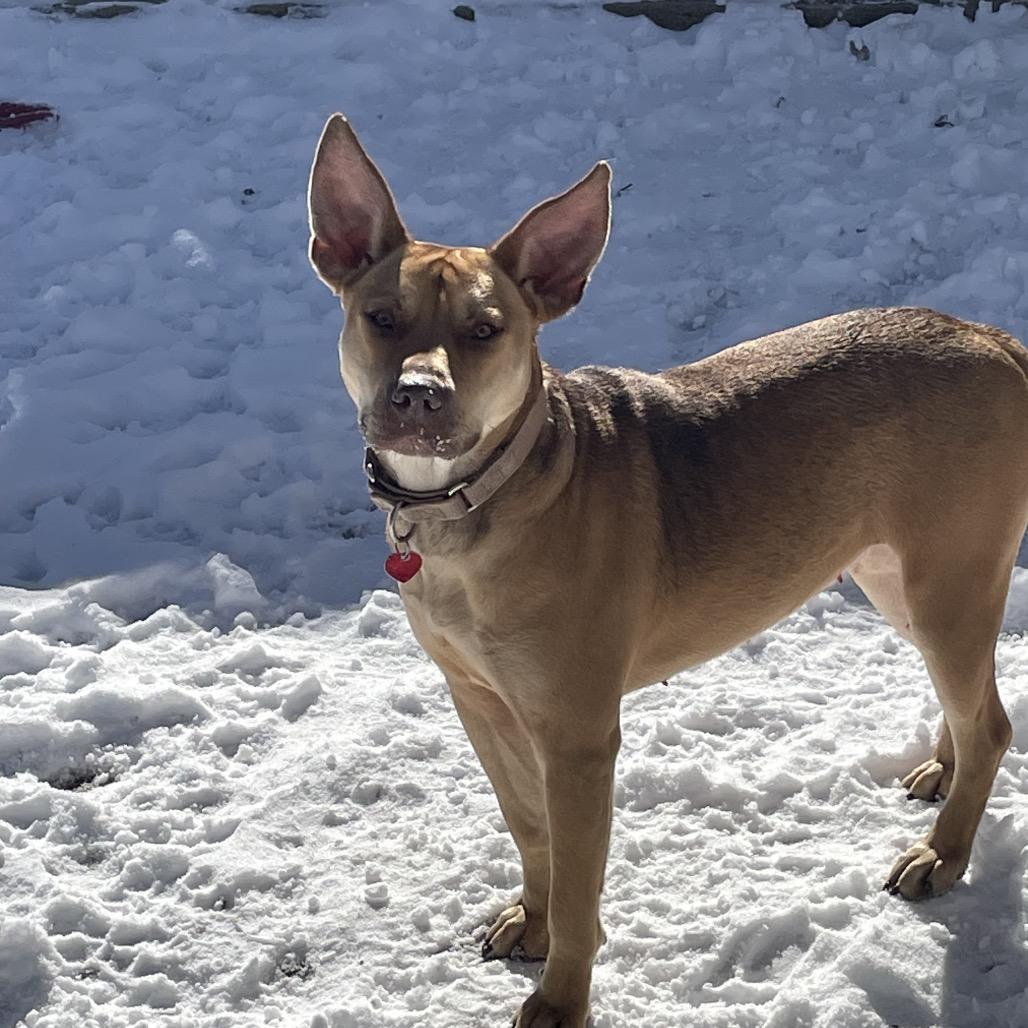 Enlarge Tina Belcher, a Adoptable mixed breed in St. Peters, MO image 4/6