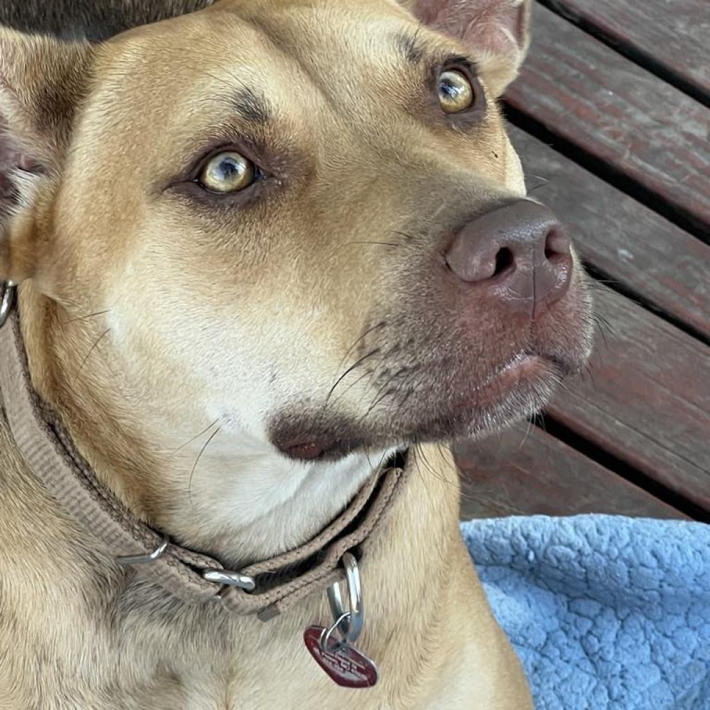 Enlarge Tina Belcher, a Adoptable mixed breed in St. Peters, MO image 5/6
