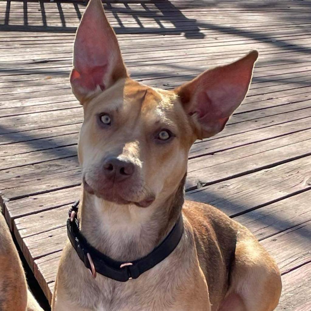 Enlarge Tina Belcher, a Adoptable mixed breed in St. Peters, MO image 6/6