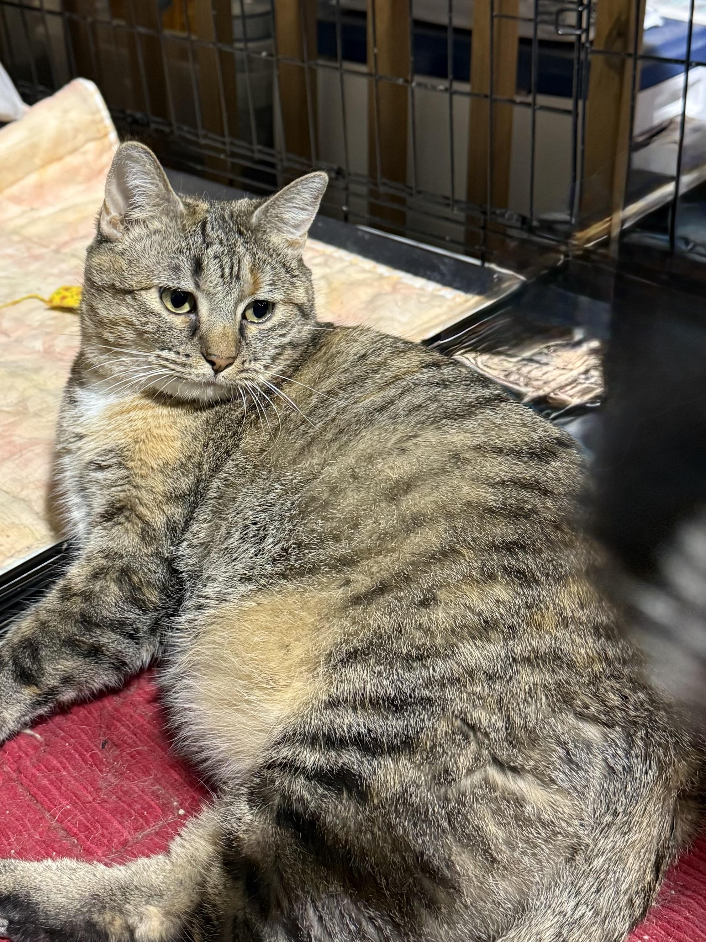 LADY REBA, a ADOPTABLE Domestic Short Hair in Lake Ozark, MO image 2/2