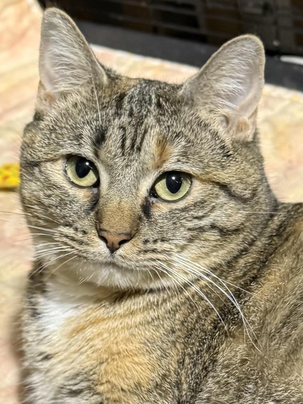 LADY REBA, ADOPTABLE, Adult Female Domestic Short Hair.