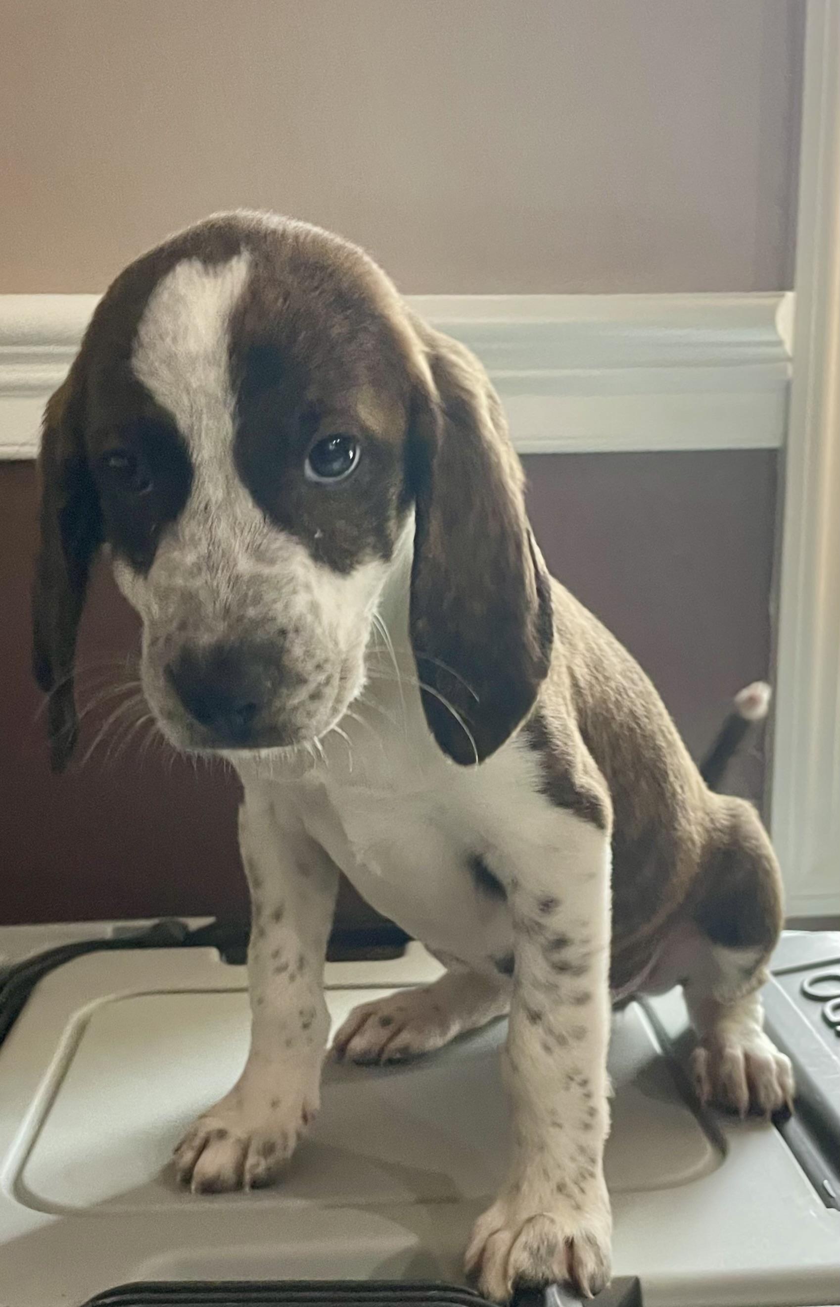 Camo, Adopted, Puppy Female Beagle & Foxhound.