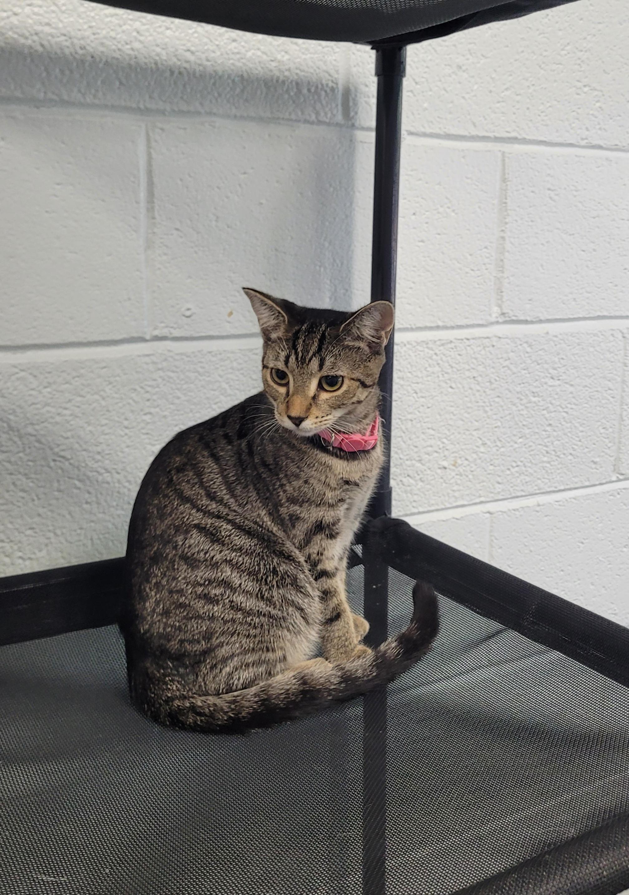 Abby, Adopted, Kitten Female Domestic Short Hair.