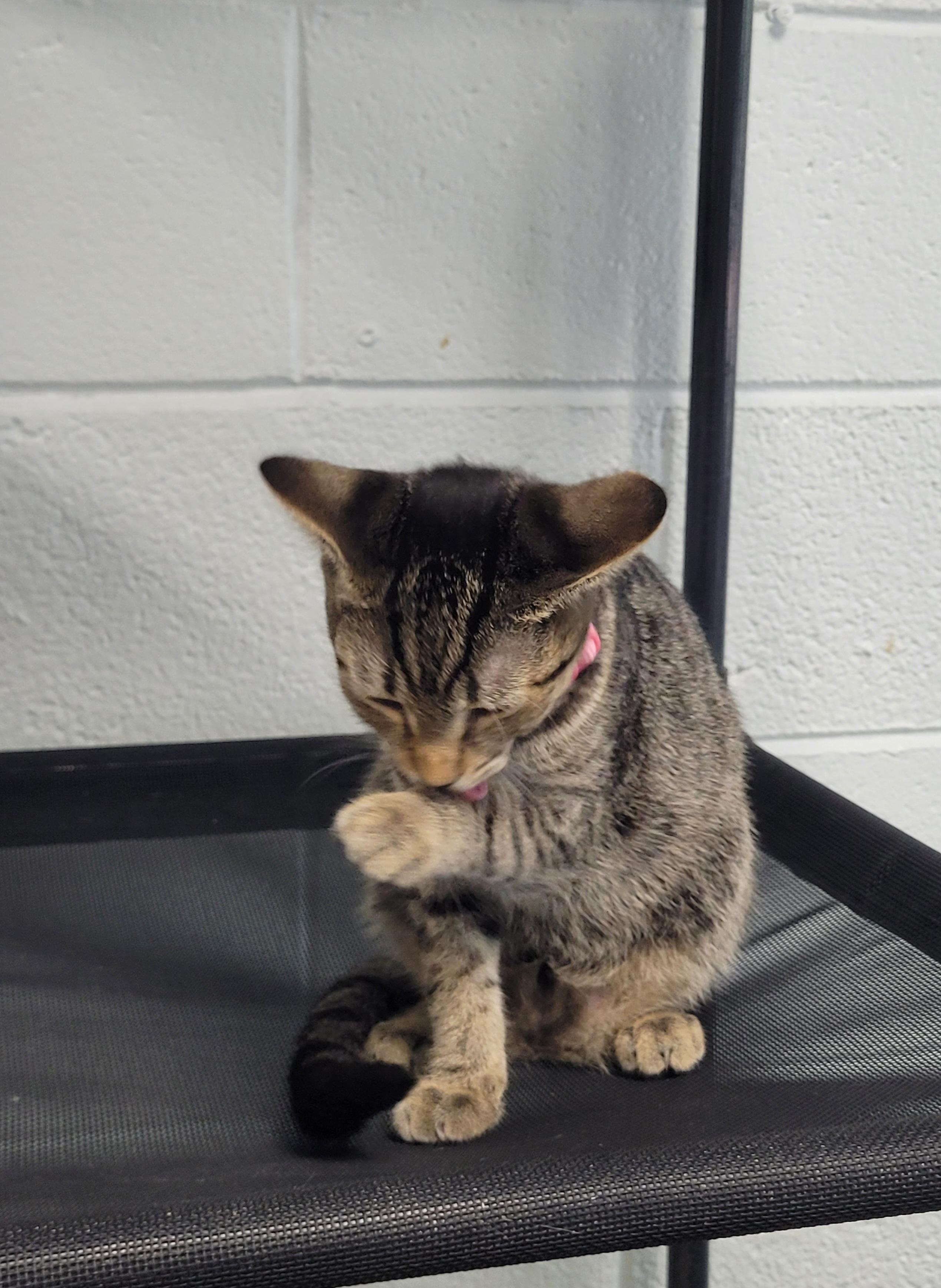 Enlarge Abby, a Adopted Domestic Short Hair in Morganton, NC image 2/2