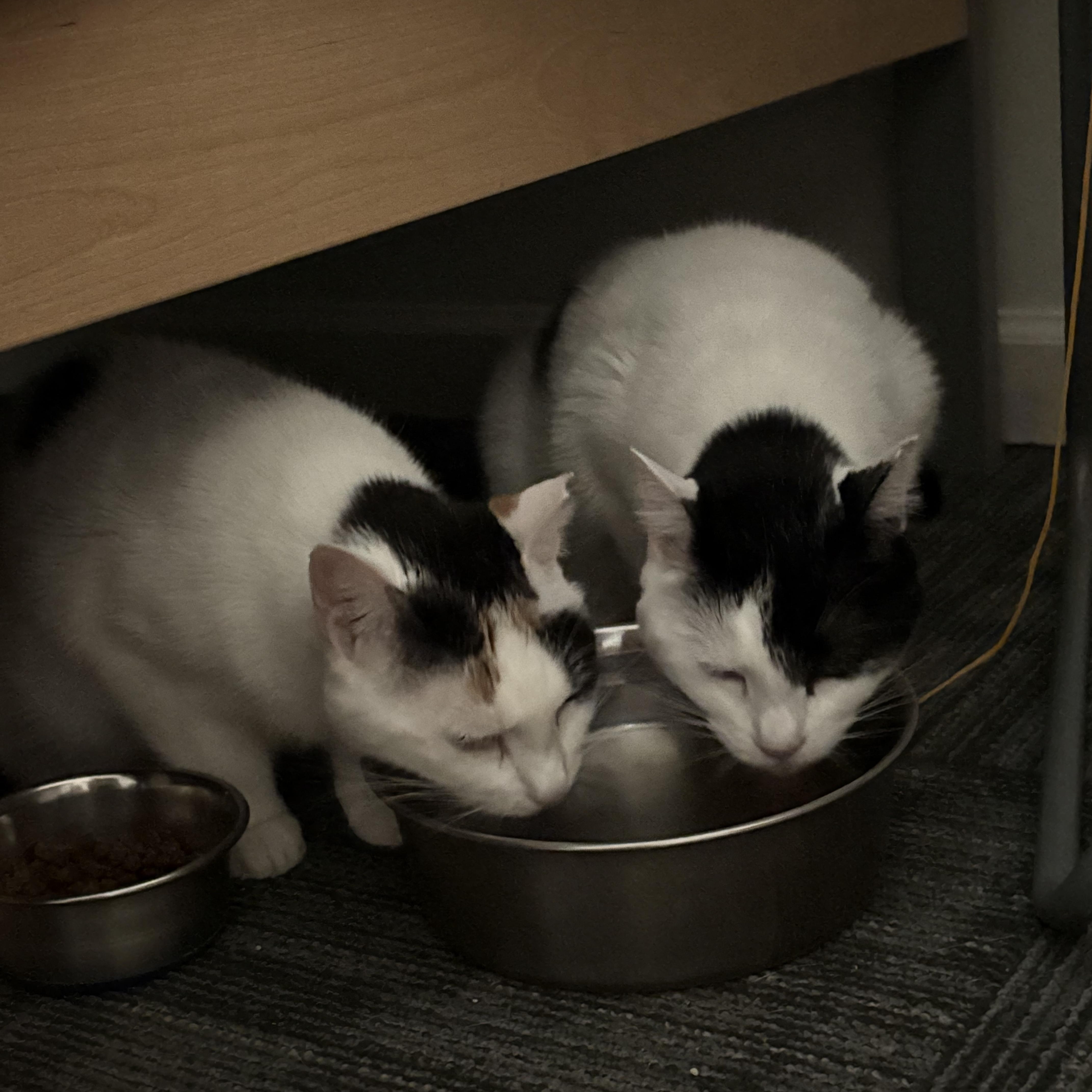 Enlarge Jane, a Adoptable mixed breed in Atlanta, GA image 2/4